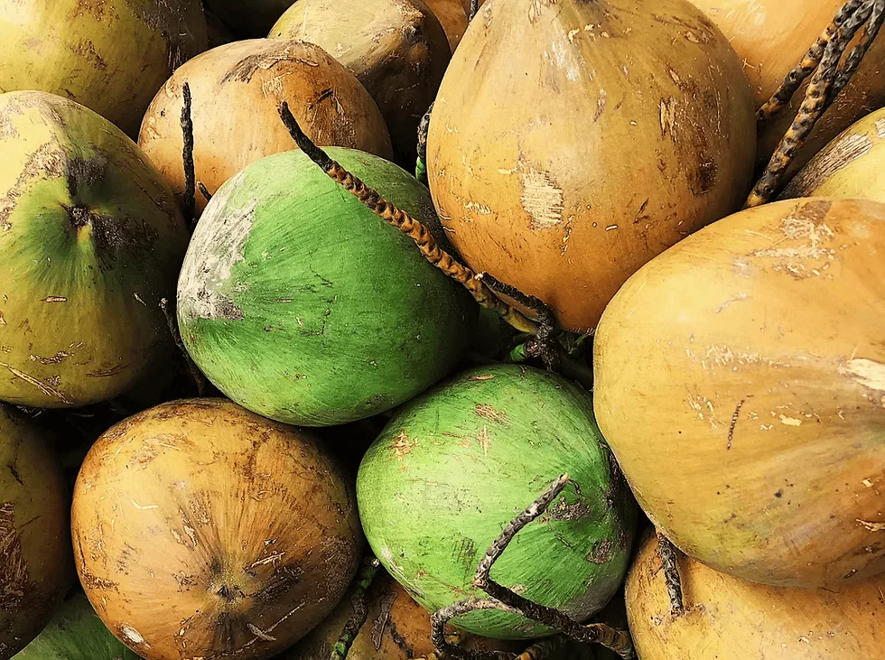 Green and brown coconuts on a wooden table