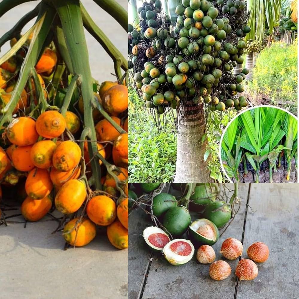 Bunch of areca nuts on the palm