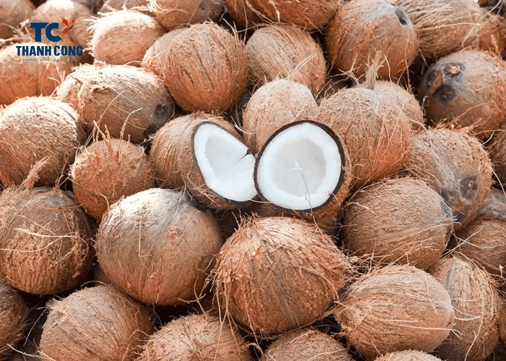 Husked ripe coconut cracked open