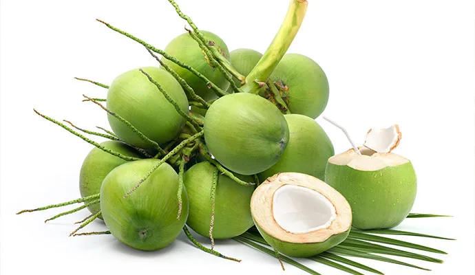 Bunch of green tender coconuts