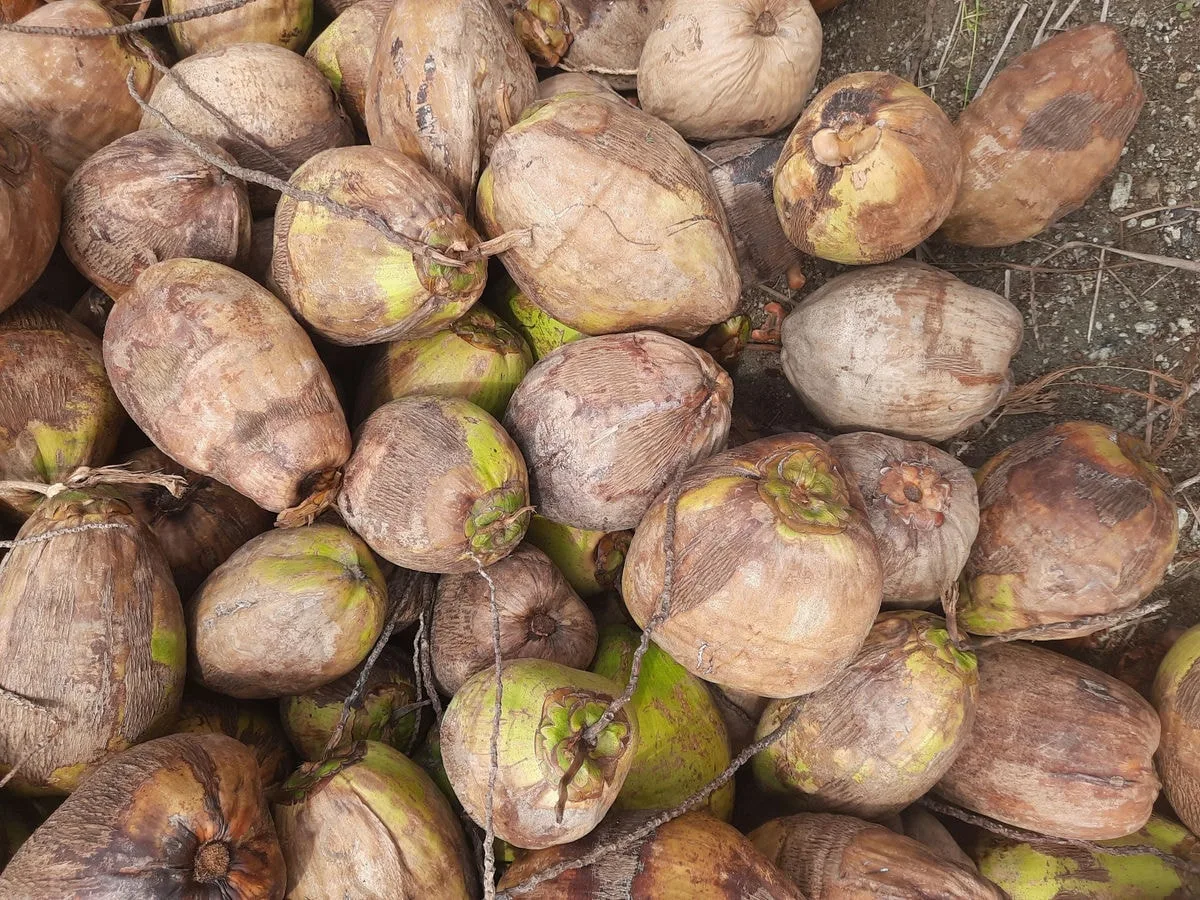 Ripe dry coconut held in hand